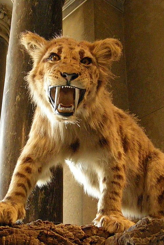 prehistoric mrow