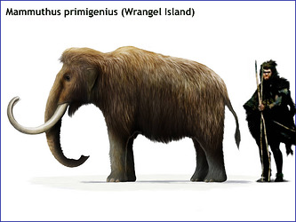 M. primigenius