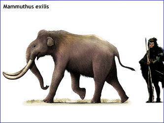 M. exilis