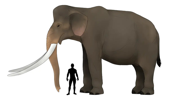 Vaarsi spear-tusked elephant (Palaeoloxodon namadicus)