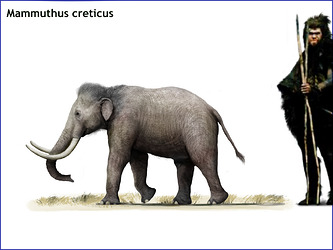 M. creticus