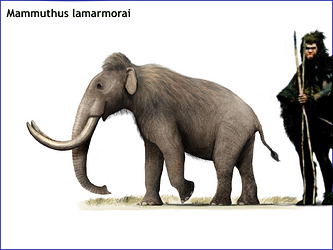 M. lamarmorai