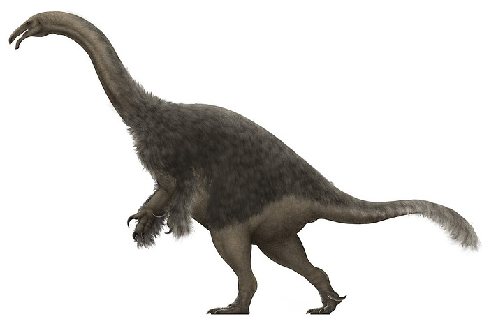 slothbird