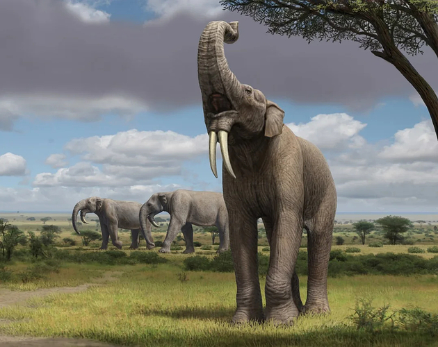 Empyrean hoe-tusked elephant (Deinotherium giganteum)