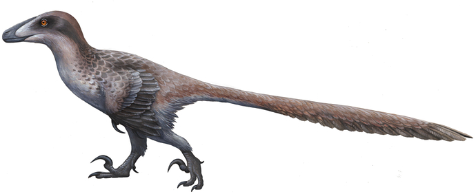 jackalbird